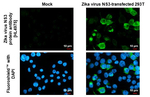 Zika Virus NS3 Recombinant Rabbit Monoclonal Antibody (HL4975)