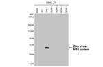 Zika Virus NS3 Antibody in Western Blot (WB)