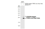 PRRS Virus Nsp1 beta Protein Recombinant Rabbit Monoclonal Antibody (HL4979)