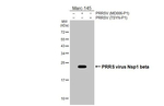 PRRS Virus Nsp1 beta Protein Antibody in Western Blot (WB)