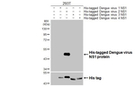 Dengue Virus Type 2/3/4 NS1 Recombinant Rabbit Monoclonal Antibody (HL4997)
