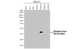 Dengue Virus Type 2/3/4 NS1 Antibody in Western Blot (WB)