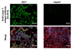 SV40 Large T-Antigen Recombinant Rabbit Monoclonal Antibody (HL5010)