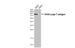 SV40 Large T-Antigen Antibody in Western Blot (WB)