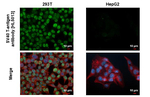 SV40 T-Antigen Recombinant Rabbit Monoclonal Antibody (HL5013)