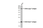 SV40 T-Antigen Antibody in Western Blot (WB)