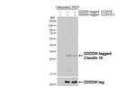 Claudin 18 Antibody in Western Blot (WB)