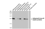 Influenza B M Recombinant Rabbit Monoclonal Antibody (HL5032)