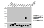Influenza A H9N2 HA Recombinant Rabbit Monoclonal Antibody (HL5074)
