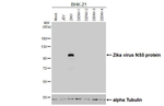 Zika Virus NS5 Recombinant Rabbit Monoclonal Antibody (HL5075)