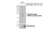 PRRS Virus Nsp1 alpha Protein Antibody in Western Blot (WB)