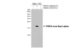 PRRS Virus Nsp1 alpha Protein Recombinant Rabbit Monoclonal Antibody (HL5078)