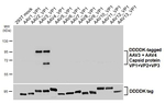 AAV3/4 Virus VP1/2/3 Recombinant Rabbit Monoclonal Antibody (HL5118)