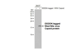 West Nile Virus Capsid Protein C Recombinant Rabbit Monoclonal Antibody (HL5124)