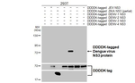 Dengue Virus Type 2/3/4 NS3 Recombinant Rabbit Monoclonal Antibody (HL5132)
