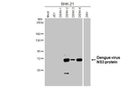 Dengue Virus Type 2/3/4 NS3 Antibody in Western Blot (WB)
