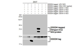 Dengue Virus Type 2/4 NS3 Recombinant Rabbit Monoclonal Antibody (HL5134)
