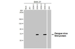 Dengue Virus Type 2/4 NS3 Antibody in Western Blot (WB)