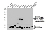Avian Influenza A H5 HA Recombinant Rabbit Monoclonal Antibody (HL5180)