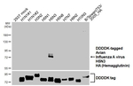 Avian Influenza H5N3 HA Recombinant Rabbit Monoclonal Antibody (HL5182)