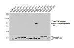 AAV9 Virus VP1/2/3 Recombinant Rabbit Monoclonal Antibody (HL5206)