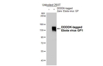 Ebola Virus GP1 Recombinant Rabbit Monoclonal Antibody (HL5217)