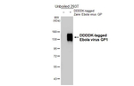 Ebola Virus GP1 Recombinant Rabbit Monoclonal Antibody (HL5221)
