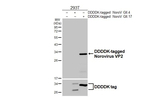 Norovirus VP2 Recombinant Rabbit Monoclonal Antibody (HL5226)