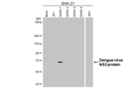 Dengue Virus Type 1 NS3 Antibody in Western Blot (WB)