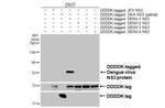 Dengue Virus Type 1 NS3 Recombinant Rabbit Monoclonal Antibody (HL5233)