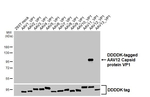 AAV12 Virus VP1/2/3 Recombinant Rabbit Monoclonal Antibody (HL5256)