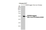 Zika Virus Envelope Recombinant Rabbit Monoclonal Antibody (HL5279)