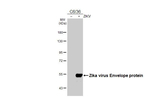 Zika Virus Envelope Antibody in Western Blot (WB)