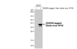 Ebola Virus VP30 Recombinant Rabbit Monoclonal Antibody (HL5282)