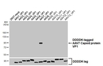 AAV7 Virus VP1/2/3 Recombinant Rabbit Monoclonal Antibody (HL5296)