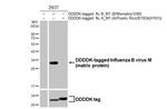 Influenza B M Antibody in Western Blot (WB)
