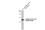 Yellow Fever Virus NS2B Antibody in Western Blot (WB)