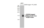 Yellow Fever Virus NS2B Recombinant Rabbit Monoclonal Antibody (HL5337)