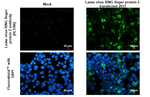 Lassa virus RING finger protein Z Recombinant Rabbit Monoclonal Antibody (HL5386)