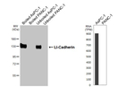 CDH17 Recombinant Rabbit Monoclonal Antibody (HL5394)