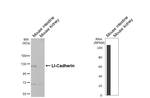 CDH17 Recombinant Rabbit Monoclonal Antibody (HL5395)