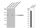 CDH17 Antibody in Western Blot (WB)