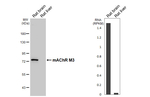 CHRM3 Antibody in Western Blot (WB)