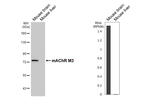 CHRM3 Recombinant Rabbit Monoclonal Antibody (HL5346)