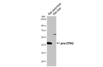 Carboxypeptidase A2 Antibody in Western Blot (WB)