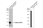 Carboxypeptidase A2 Antibody in Western Blot (WB)