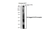 HTR4 Antibody in Western Blot (WB)