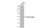 HTR4 Recombinant Rabbit Monoclonal Antibody (HL4554)