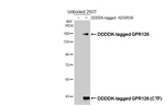 GPR126 Recombinant Rabbit Monoclonal Antibody (HL4744)