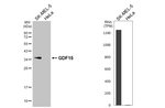 GDF15 Recombinant Rabbit Monoclonal Antibody (HL5448)